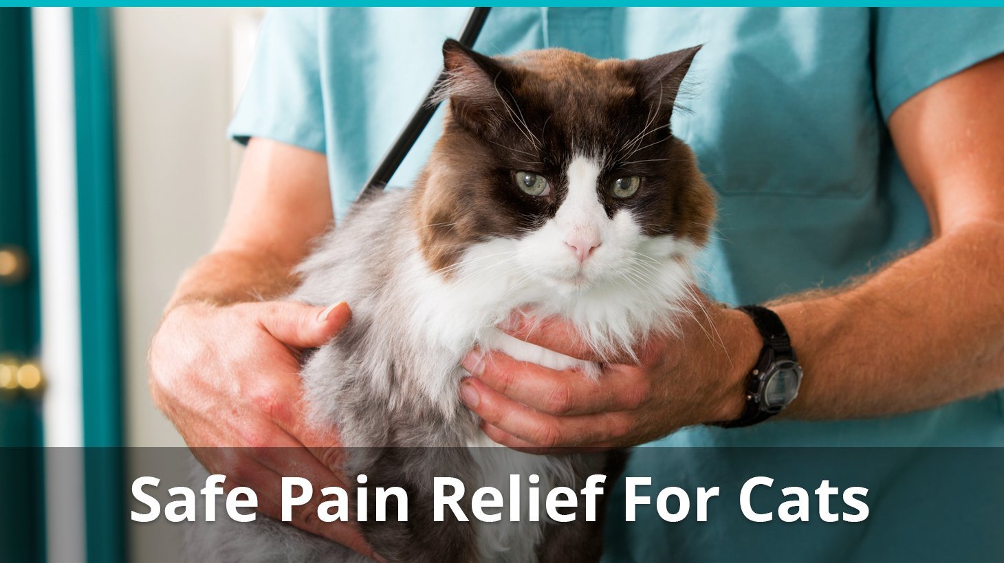 safe pain relief for cats