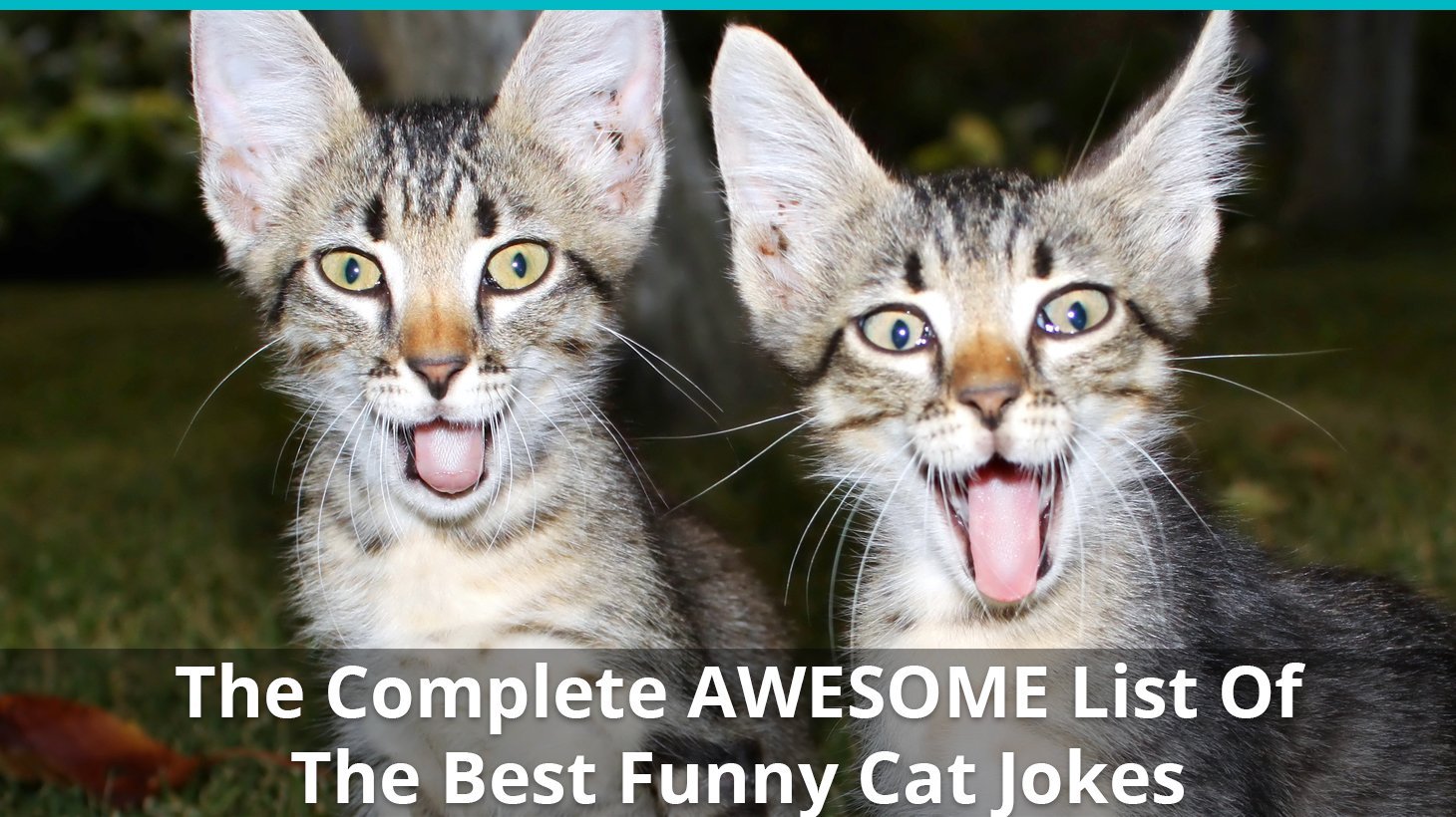 awesome list funny cat jokes
