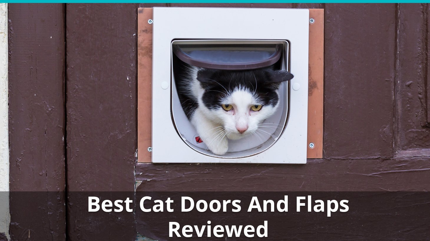 best cat doors flaps reviews