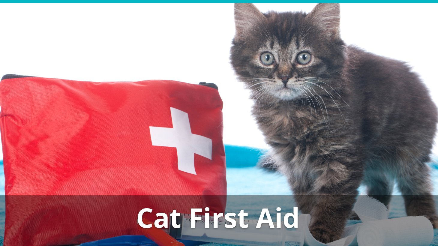 cat first aid kit