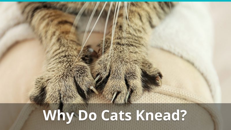 Why Do Cats Knead Their Human Owners, Pillows, Blankets...Everything!?