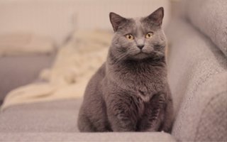 Chartreaux Cat