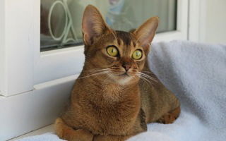 Abyssinian Cat