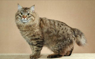 American Bobtail Cat