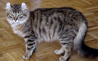 American Curl Cat