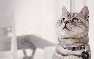 American Shorthair Cat