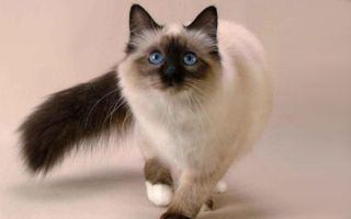 Balinese Cat