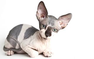 Chanel luxurious cat coat for Sphynx& Hairless Cat