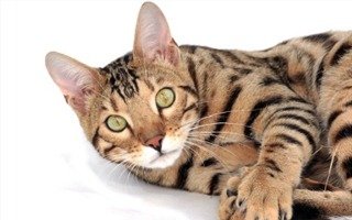 Bengal Cat