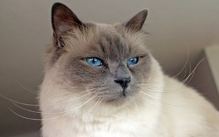 Birman Cat