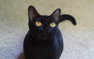 Bombay Cat