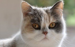 British Shorthair Cat