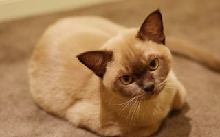 Burmese Cat