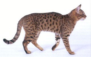 California Sprangled Cat