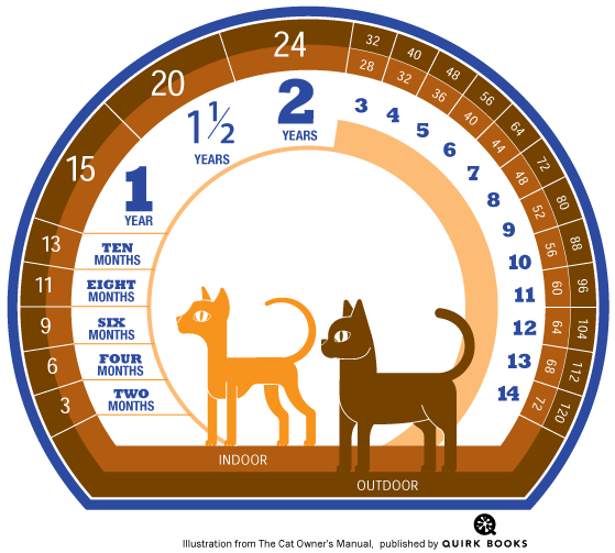 Cat store lifespan calculator