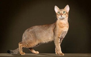 The Ultimate Guide To Different Cat Breeds (100+ Feline Breeds)