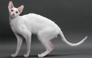 Cornish Rex Cat