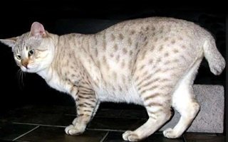 Desert Lynx Cat