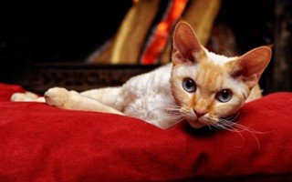 Devon Rex Cat