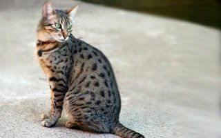 Egyptian Mau Cat