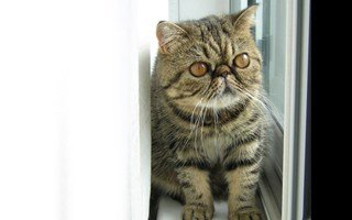 Exotic Shorthair Cat