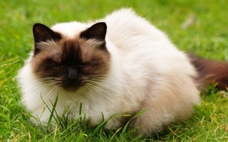 Himalayan Cat