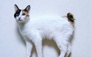 Japanese Bobtail Cat