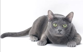 Korat Cat