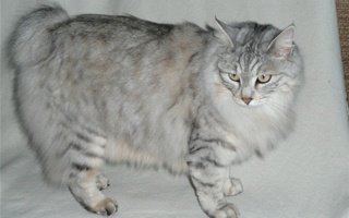 Kurilian Bobtail Cat