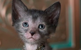 Lykoi Cat