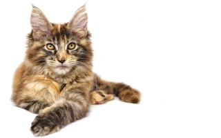 Maine Coon Cat