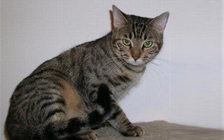 all domestic cat breeds