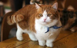 Munchkin Cat