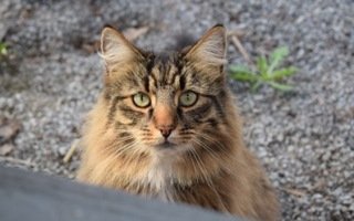 Norwegian Forest Cat