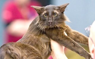 Oriental Longhair Cat