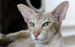 Oriental Shorthair Cat