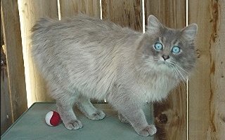 Owyhee Cat