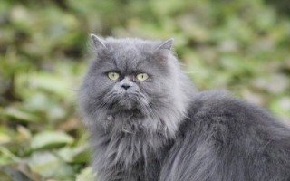 Persian Cat