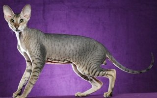 Peterbald Cat