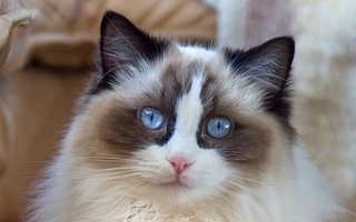 Ragdoll Cat