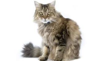 The Ultimate Guide To Different Cat Breeds (100+ Feline Breeds)