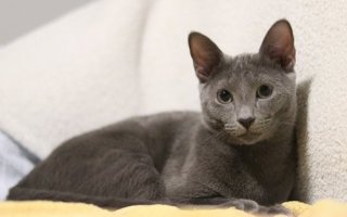 Russian Blue Cat