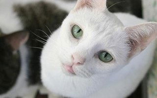 Russian White Cat