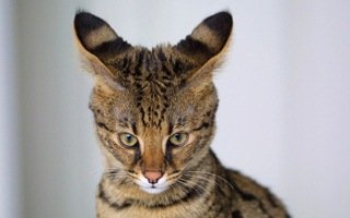 Savannah Cat