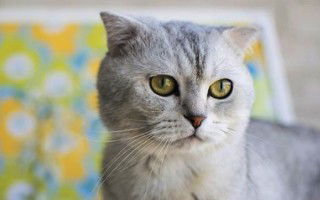 Scottish Fold Cat