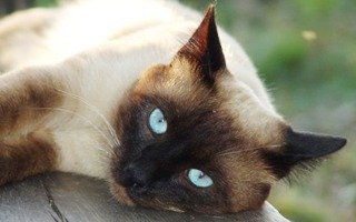 Siamese Cat