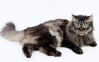 Siberian Forest Cat