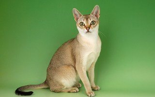 Singapura Cat