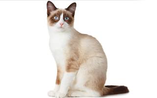 Snowshoe Cat