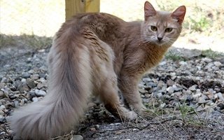 Somali Cat